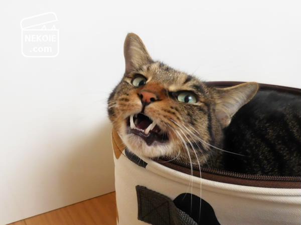 f:id:nekohaus:20170206220952j:plain