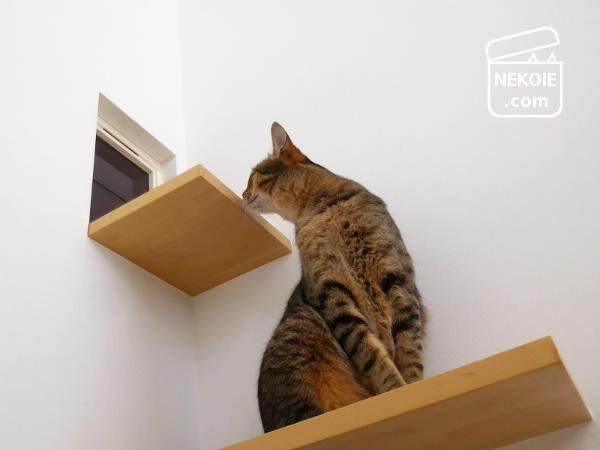 f:id:nekohaus:20170219203549j:plain