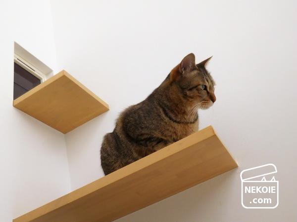 f:id:nekohaus:20170219203550j:plain