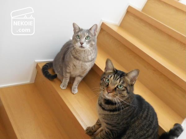 f:id:nekohaus:20170219203551j:plain