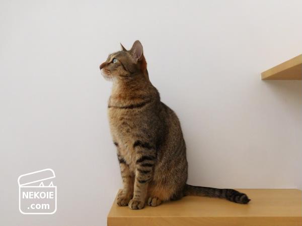 f:id:nekohaus:20170219203552j:plain