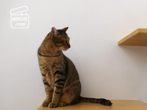 f:id:nekohaus:20170219203553j:plain