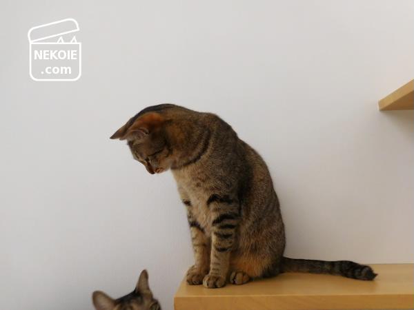 f:id:nekohaus:20170219203554j:plain