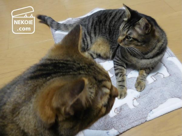 f:id:nekohaus:20170318195437j:plain