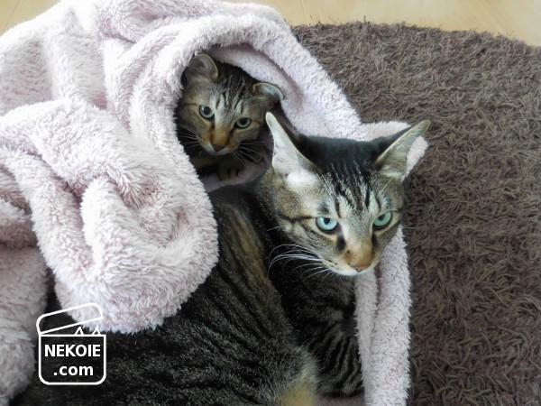 f:id:nekohaus:20170409210954j:plain