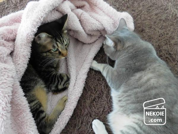 f:id:nekohaus:20170409210955j:plain