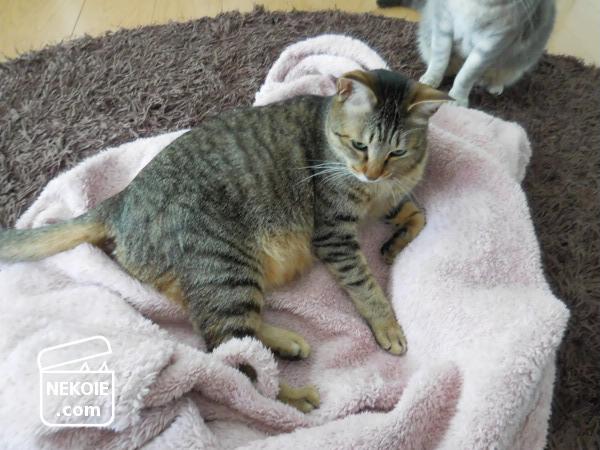 f:id:nekohaus:20170409210957j:plain