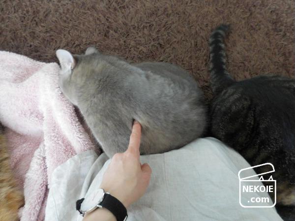 f:id:nekohaus:20170409210959j:plain