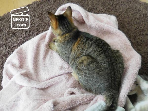 f:id:nekohaus:20170409211001j:plain