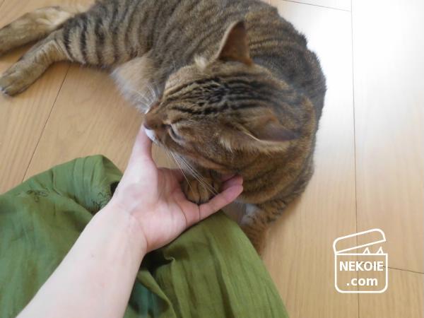 f:id:nekohaus:20170503230720j:plain f:id:nekohaus:20170503230720j:plain