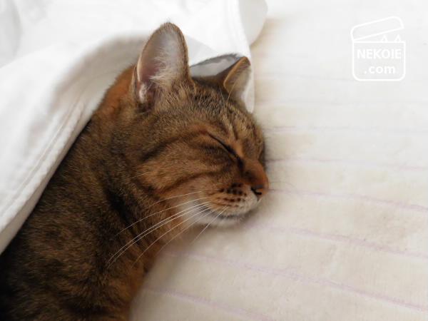 f:id:nekohaus:20170507212419j:plain f:id:nekohaus:20170507212419j:plain