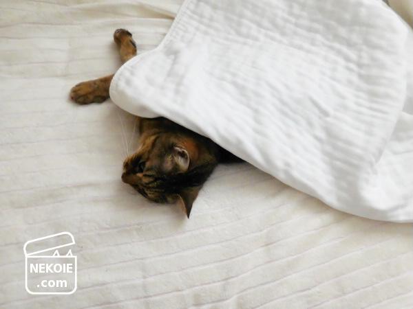 f:id:nekohaus:20170507215920j:plain f:id:nekohaus:20170507215920j:plain