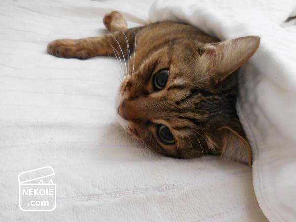 f:id:nekohaus:20170507215955j:plain f:id:nekohaus:20170507215955j:plain