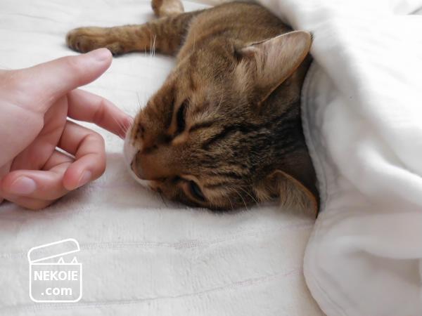 f:id:nekohaus:20170507220058j:plain f:id:nekohaus:20170507220058j:plain