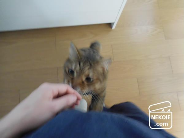 f:id:nekohaus:20170517201922j:plain f:id:nekohaus:20170517201922j:plain