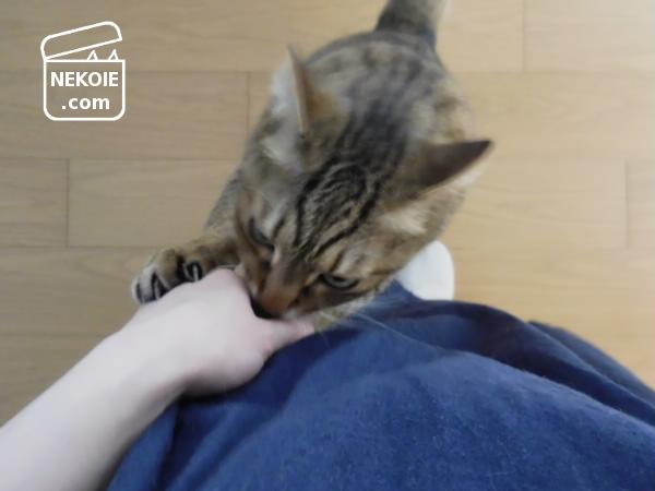 f:id:nekohaus:20170517201923j:plain f:id:nekohaus:20170517201923j:plain