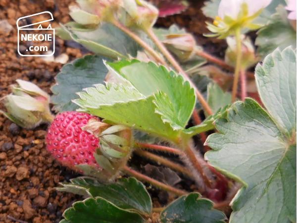 f:id:nekohaus:20170517220122j:plain f:id:nekohaus:20170517220122j:plain