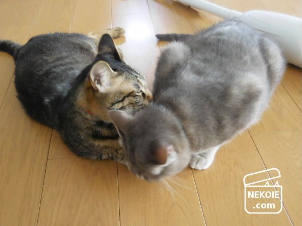 f:id:nekohaus:20170530212347j:plain f:id:nekohaus:20170530212347j:plain