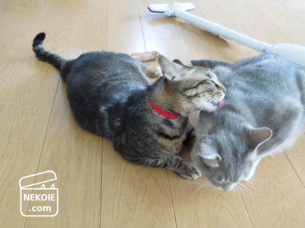 f:id:nekohaus:20170530212348j:plain f:id:nekohaus:20170530212348j:plain