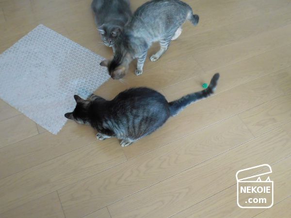 f:id:nekohaus:20170702203928j:plain