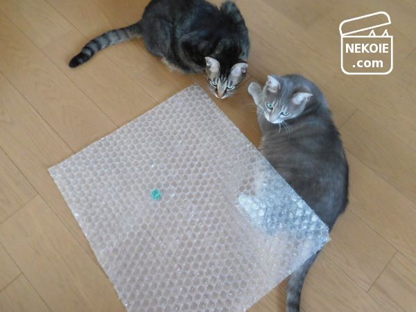 f:id:nekohaus:20170708210609j:plain