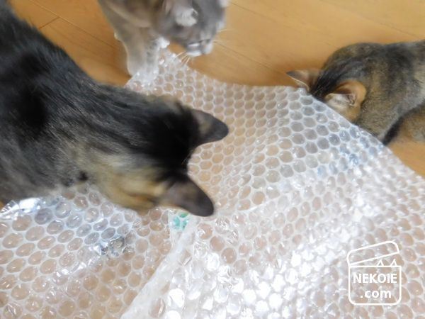f:id:nekohaus:20170708210612j:plain
