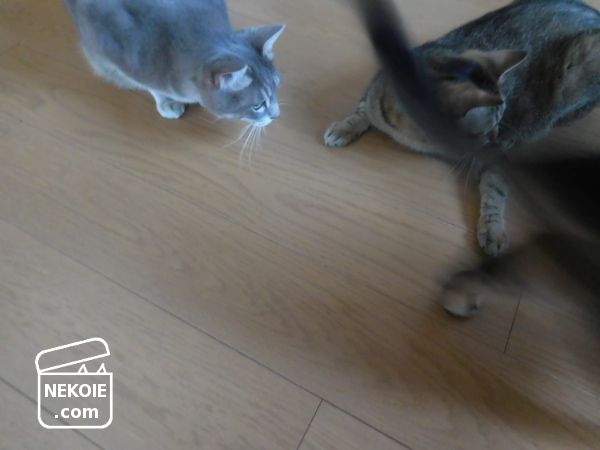 f:id:nekohaus:20170708210614j:plain