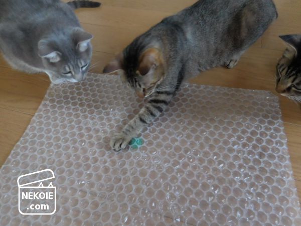 f:id:nekohaus:20170708210615j:plain