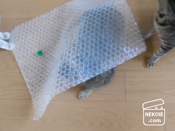 f:id:nekohaus:20170708210616j:plain