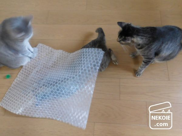 f:id:nekohaus:20170708210617j:plain