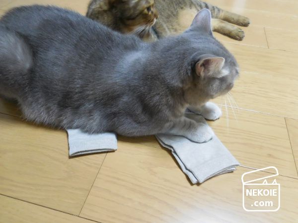 f:id:nekohaus:20170906222634j:plain