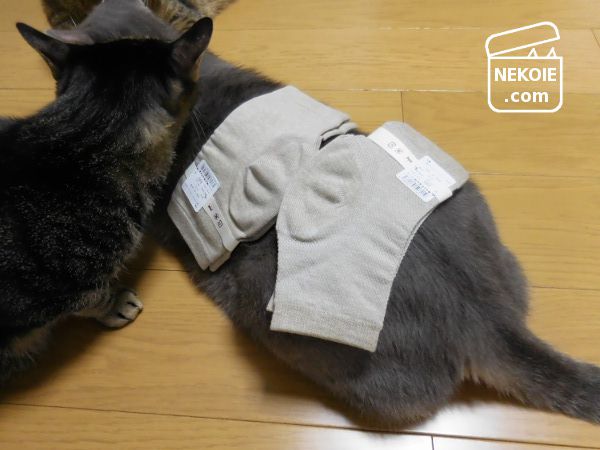f:id:nekohaus:20170906222722j:plain