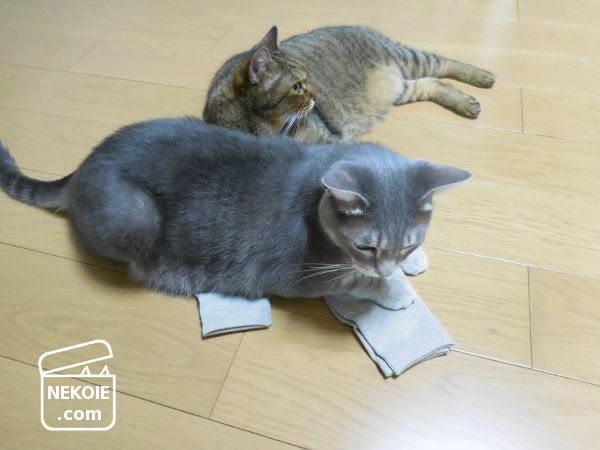 f:id:nekohaus:20170906231143j:plain