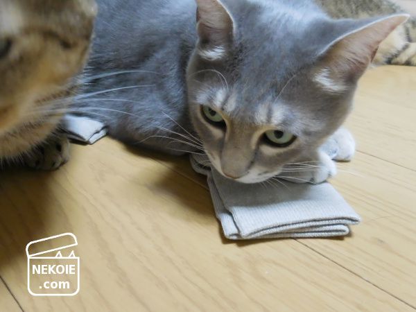 f:id:nekohaus:20170906231250j:plain