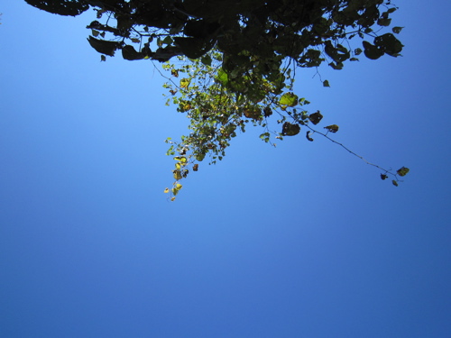 f:id:nekohi3:20110925221448j:image