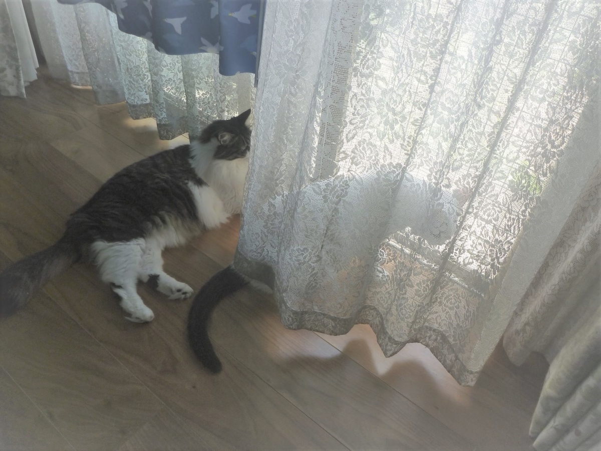 コバンの優雅な暮らし