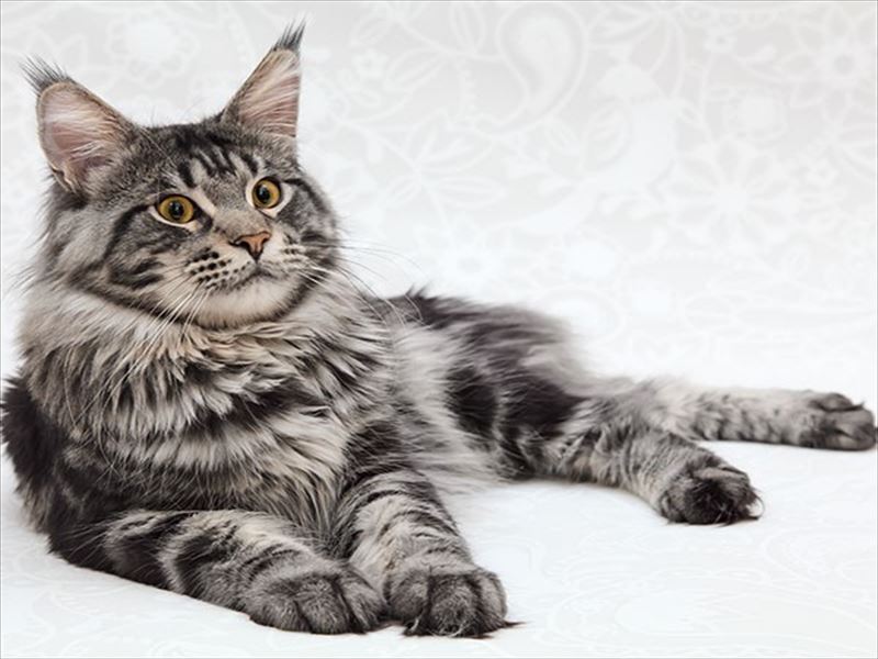 メイクイーンをメインクーンと読んでしまった 猫は三年の恩を三日で忘れない