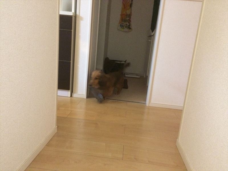 大人気ハンドスピナーと犬の謎のステップ 猫は三年の恩を三日で忘れない 大人気ハンドスピナーと犬の謎のステップ 猫は三年の恩を三日で忘れない