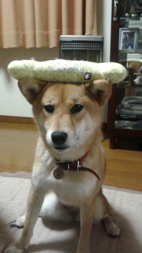 持って来い 犬編 ねこいぬ旅日記