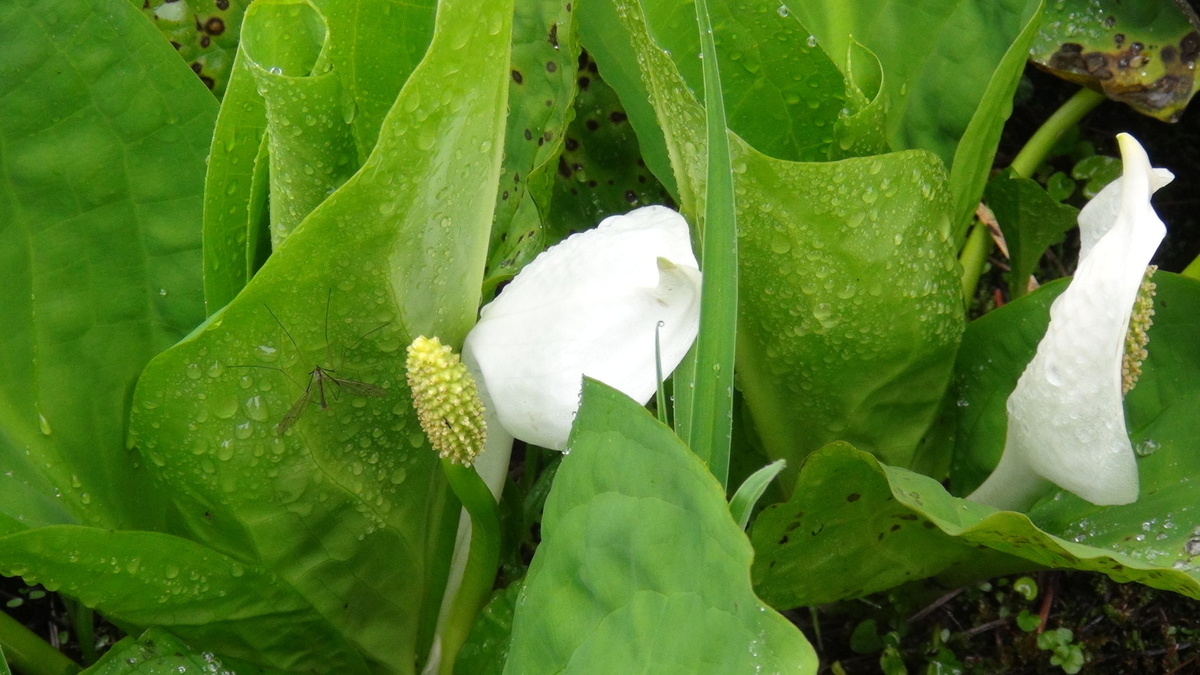 水芭蕉