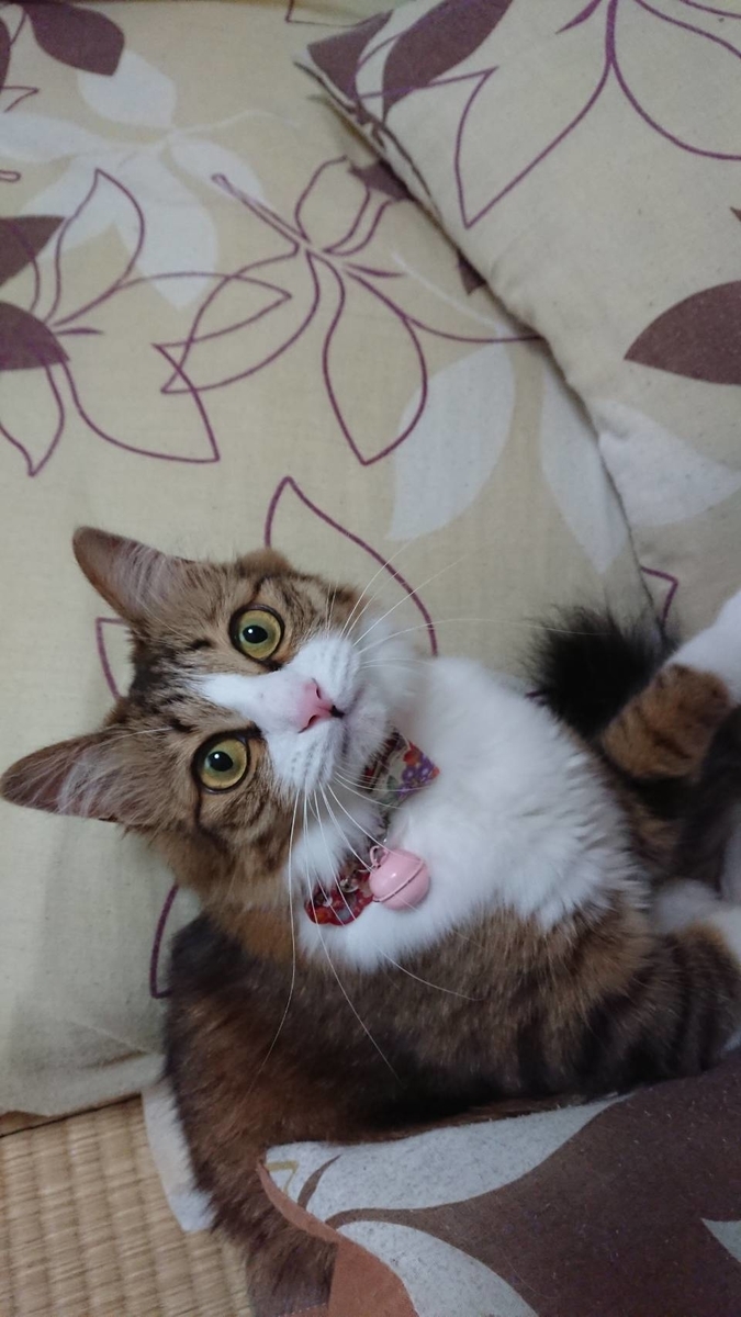 f:id:nekoja-peterpan:20190709202439j:plain