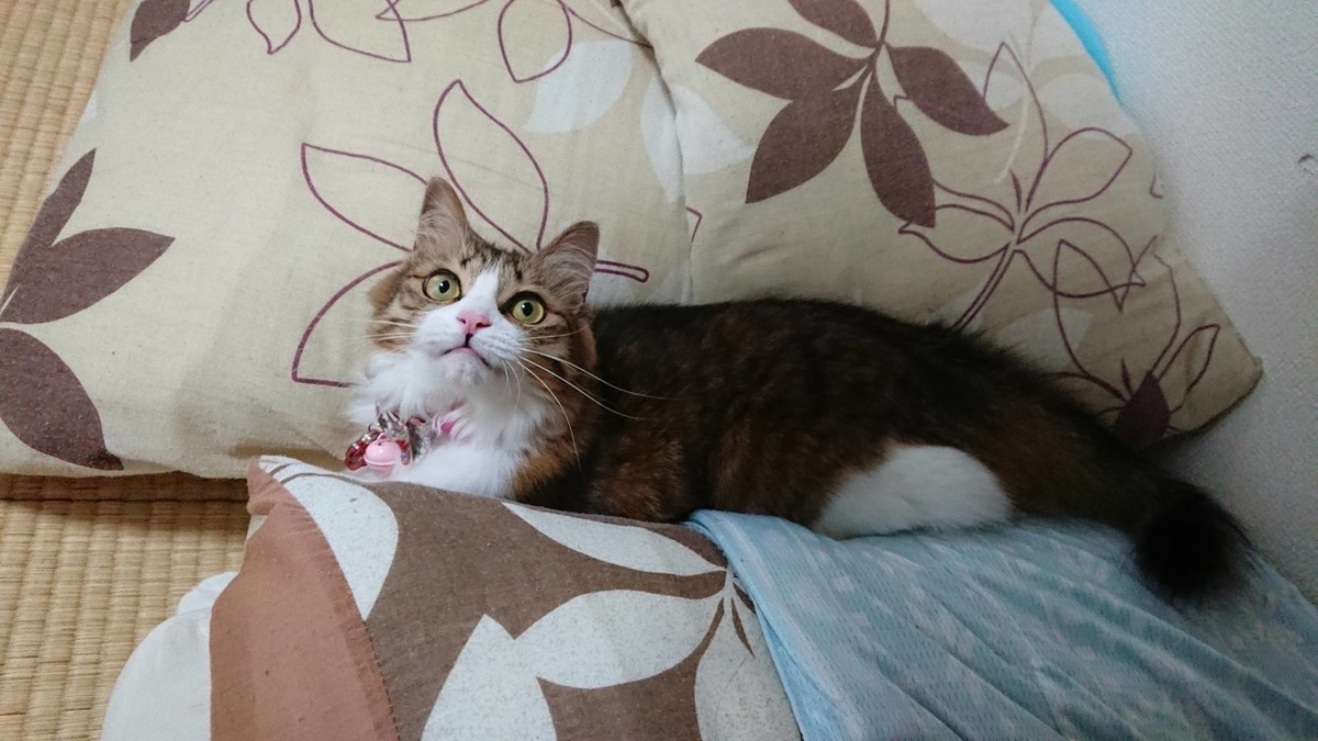 f:id:nekoja-peterpan:20190709202519j:plain