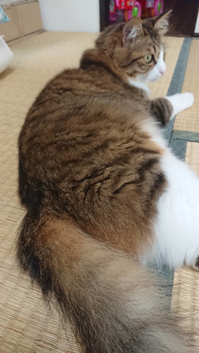 f:id:nekoja-peterpan:20190709202547j:plain