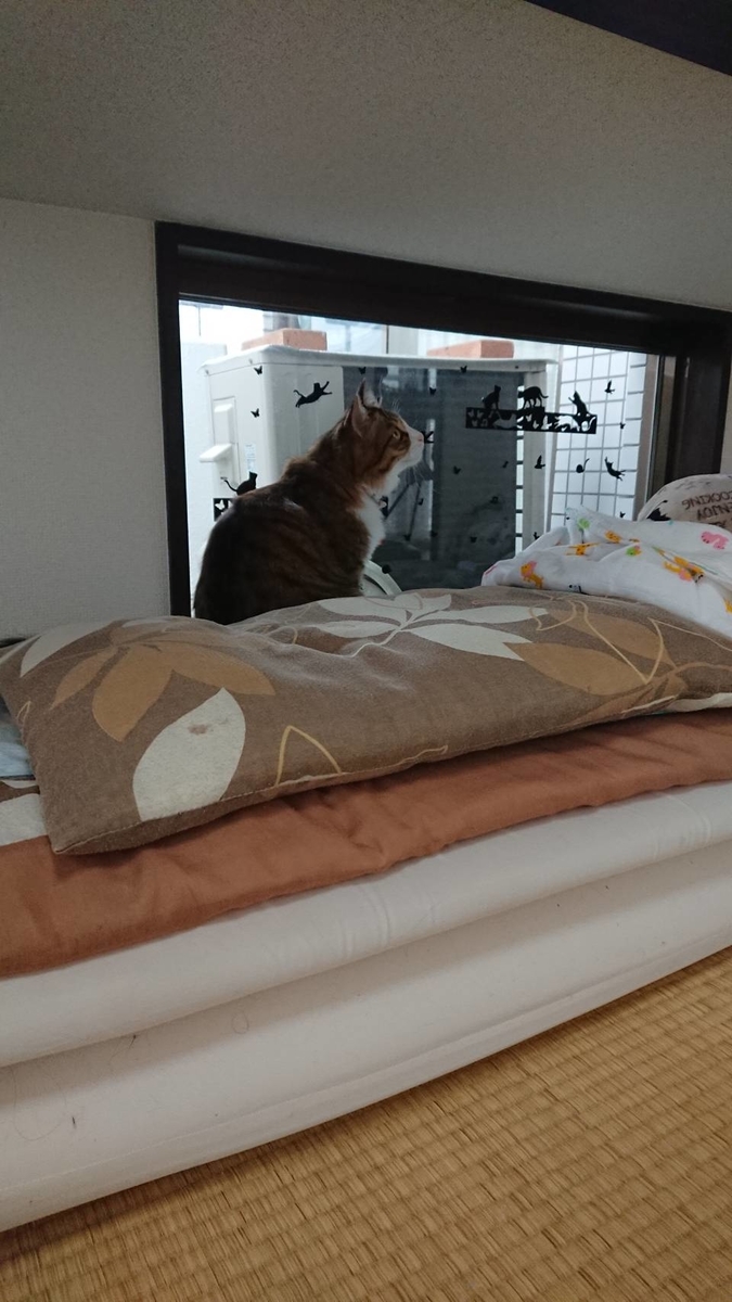 f:id:nekoja-peterpan:20190709202640j:plain