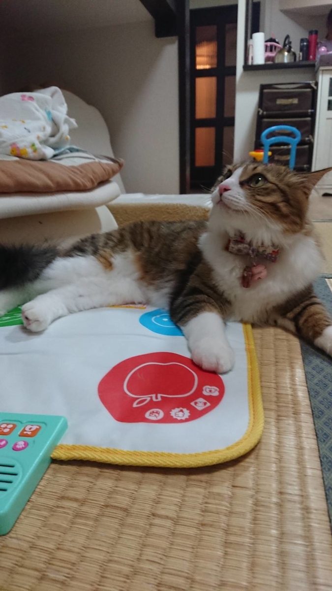 f:id:nekoja-peterpan:20190709202706j:plain