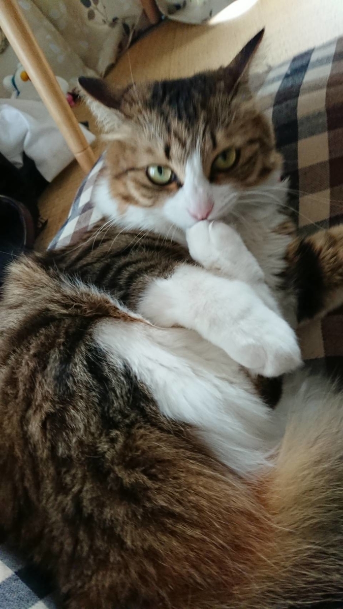 f:id:nekoja-peterpan:20190709202753j:plain