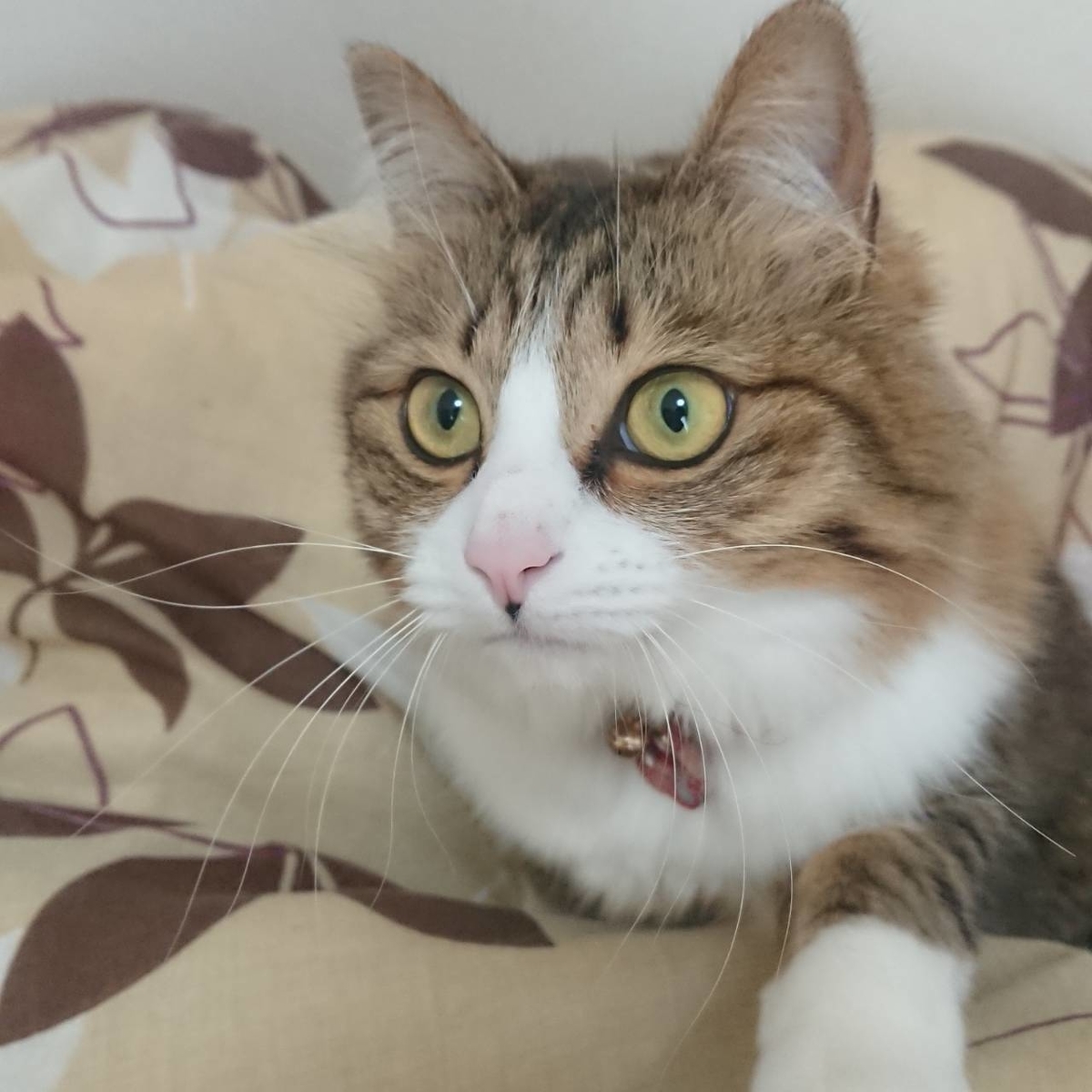 f:id:nekoja-peterpan:20190709202848j:plain