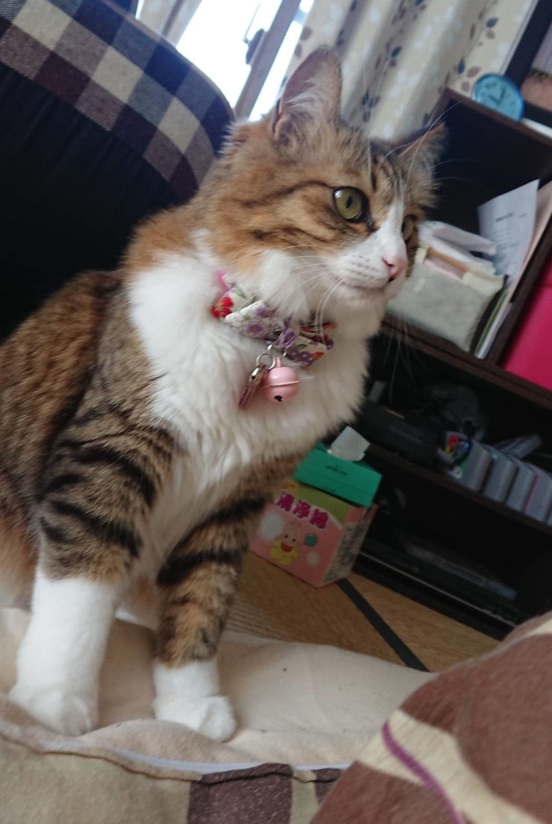 f:id:nekoja-peterpan:20190709202900j:plain