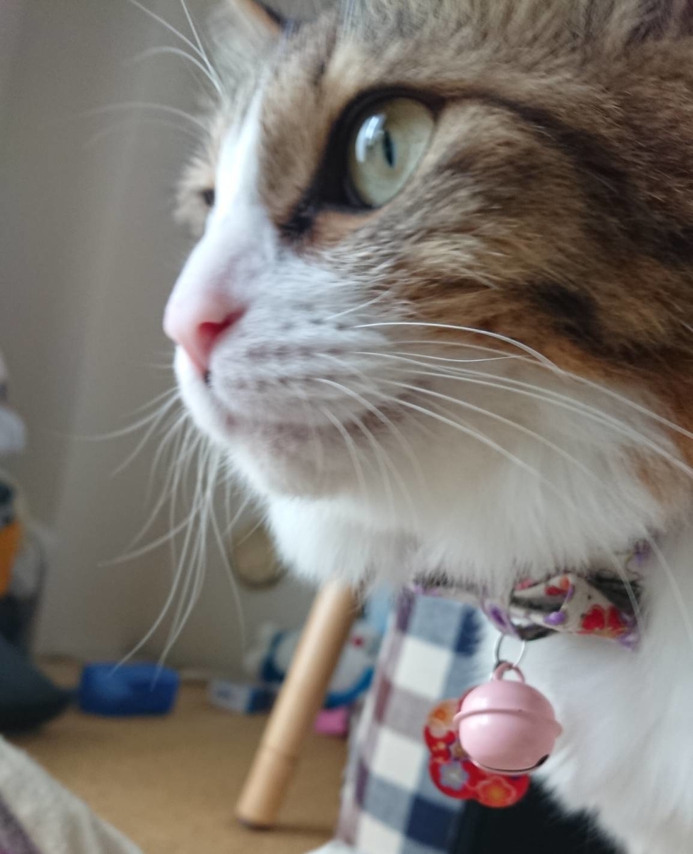 f:id:nekoja-peterpan:20190709202916j:plain