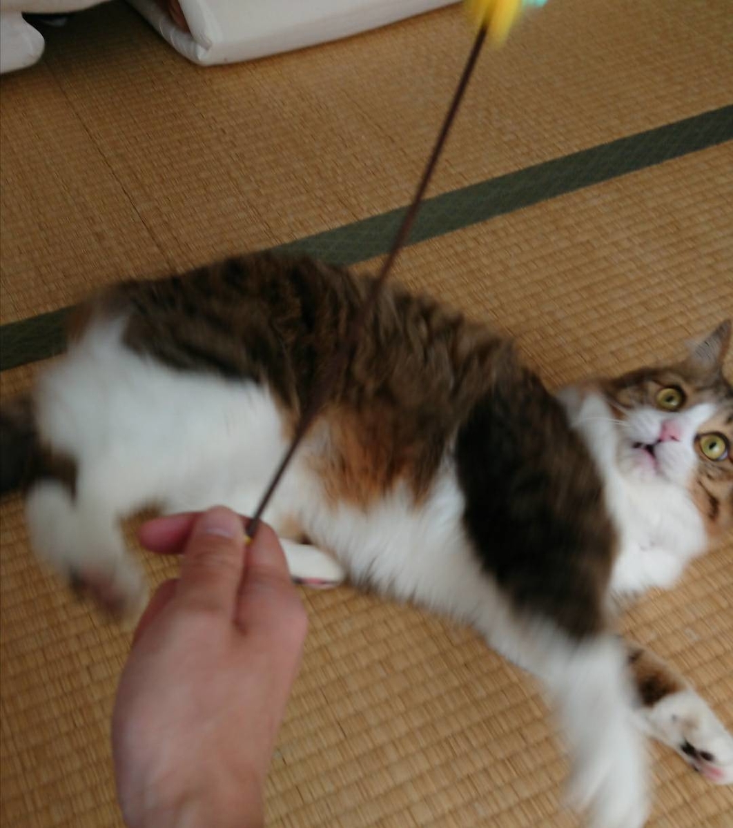 f:id:nekoja-peterpan:20190806110147j:plain